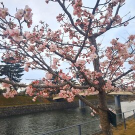 yuki.jpg